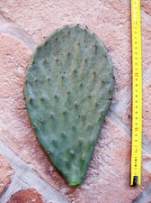 Opuntia engelmanni (n.1 pelle) 15-25 cm, cactus, plante grasse résistante à l'hi