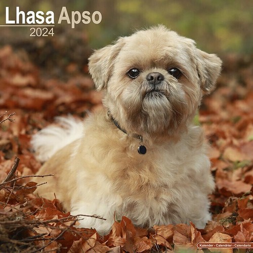 Calendrier 2024 lhassa apso - -,