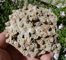 Beau Corail Fossile & Homotrema rubrum 8.5x8cm collection cabinet curiosité rare