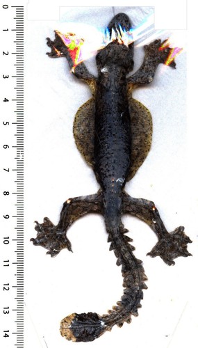 Gecko arboricole - /, vrai)