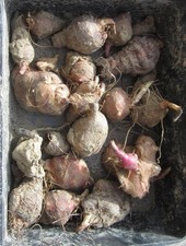 20 petits bulbes tubercules de