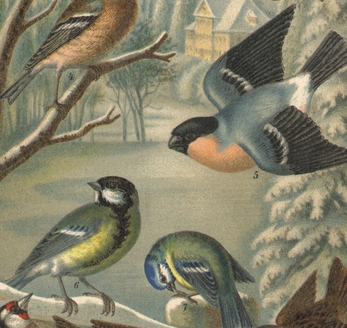 1897 lithographie originale - 1897,