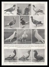 1927 Colombophilia ~ Pigeons Races Bisets Colombier Ramiers Bagadais Shells 