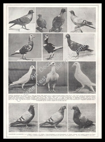 1927 colombophilie pigeons - colombophilie,
