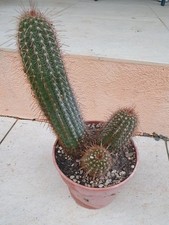 Cactus cierge - Echinopsis
