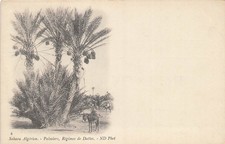 Algeria. Palm Tree, Date Diet 98510