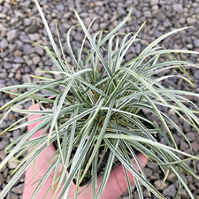 10 VARIEGATED MONDO GRASS SEEEDS - Ophiopogon japonicus 'Variegata'