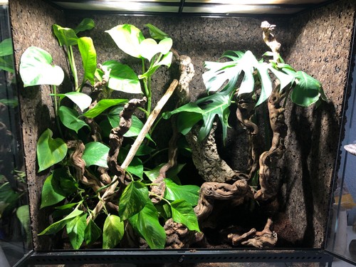 Terrarium reptile exoterra - reptile,