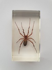 Insecte inclusion résine -