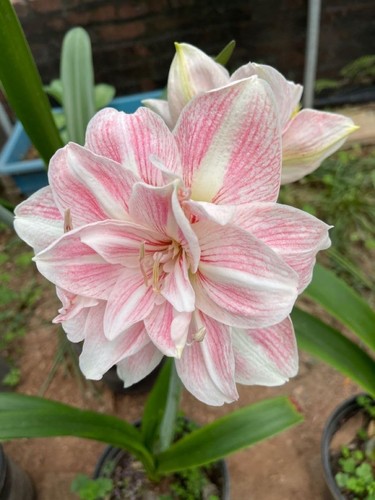 Amaryllis lily double baby - double,