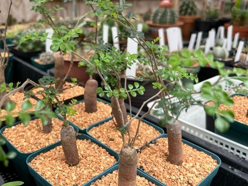 Succulent operculicarya - succulent-,