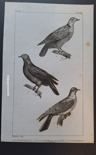Gravure buffon oiseau - gravure, oiseau: