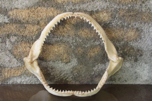 Machoire requin tigre - de,