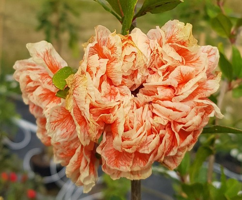 Punica granatum legrelliae - punica, 'legrelliae'
