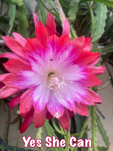 Epiphyllum yes she - 🌿,
