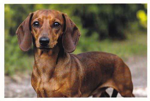 Carte postale chien - 🦬carte, teckel