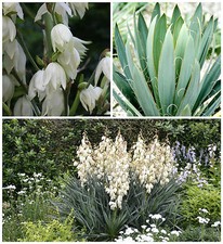 10 graines Yucca filamentosa
