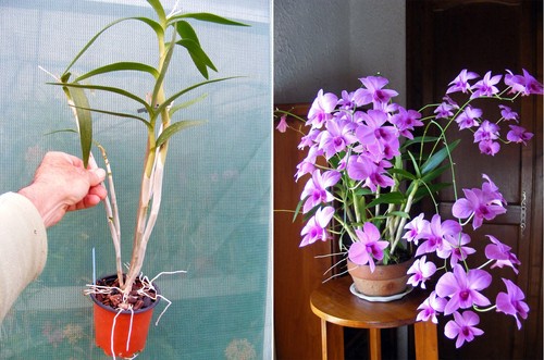 Dendrobium bigibbum