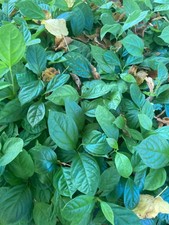 Diospyros virginia, 10 a 200