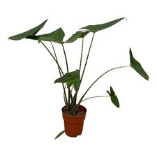 Plante zèbre (Alocasia