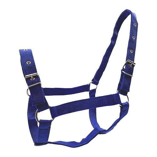 Licol cheval - licol,