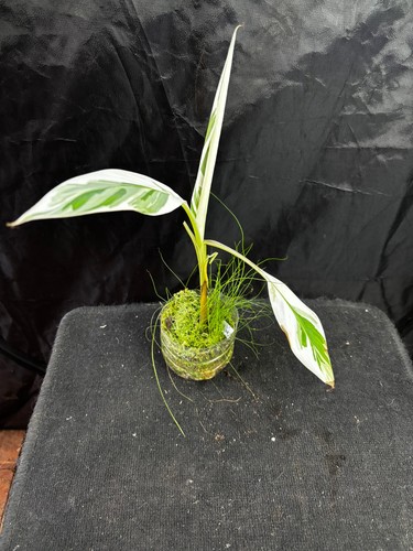 Bananier musa florida - musa,