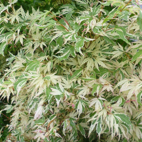 Acer palmatum butterfly - acer, 'butterfly'