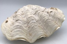 COQUILLAGE, Coquille De Mer, BÉNITIER Complet, Vide-Poche - 19cm - 570 Grammes