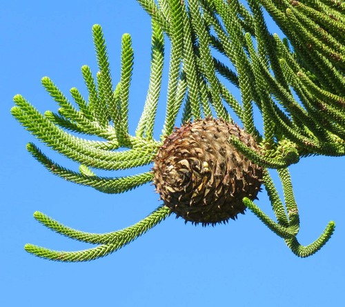 Araucaria heterophylla pin - araucaria,