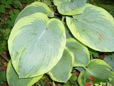 Hosta  pnachée jaune/ vert 