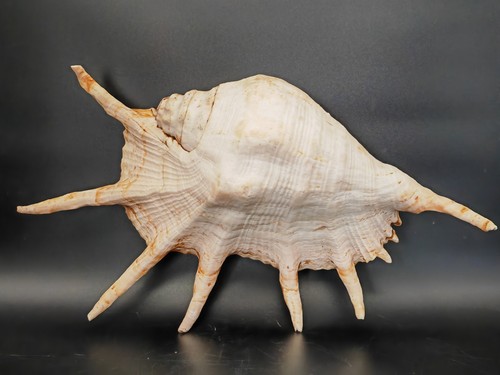 Grand coquillage lambis - grand,