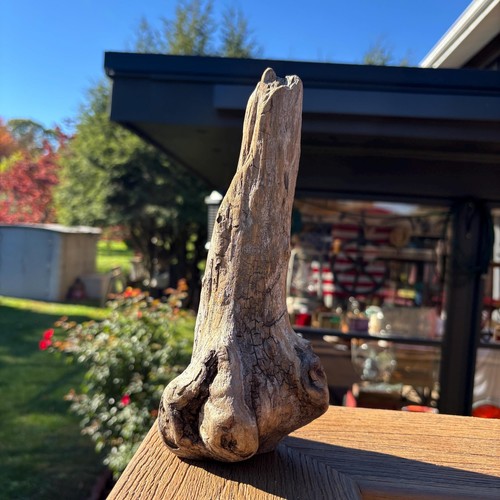 Small bulb shaped driftwood - bulb-shaped,