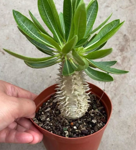 Raresucculent cactus plant - raresucculent,