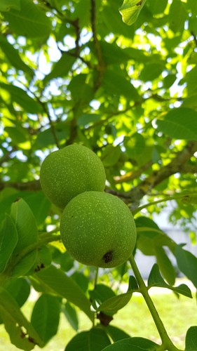 Juglans regia rubin noyer - juglans,