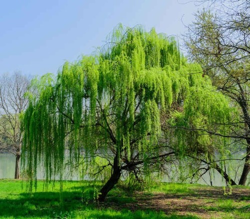 Boutures saule pleureur - -,