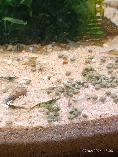 Crevettes déclassées lot - déclassées., de