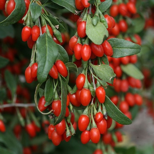 Graines goji lycium - goji,