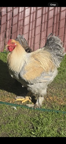 Isabella brahma hatching eggs - brahma,