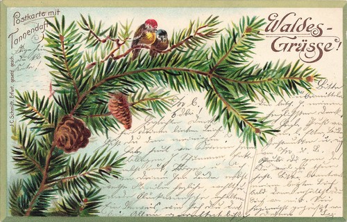Carte postale forêt