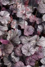 Northern Exposure Heuchera Coral Bell 4'' in Pot
