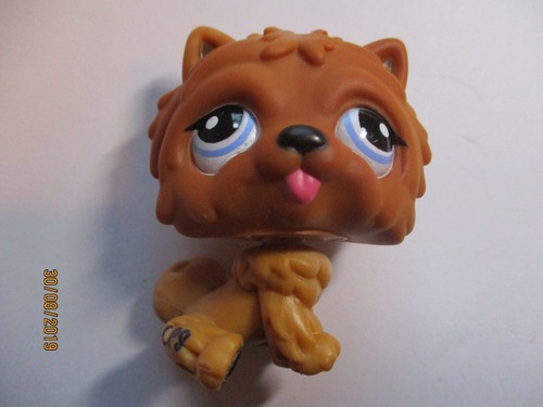 Petshop chien chow - petshop,
