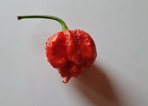 Graines piment dragon - 20,