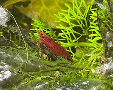 Lot De 10 Crevettes Red Cherry