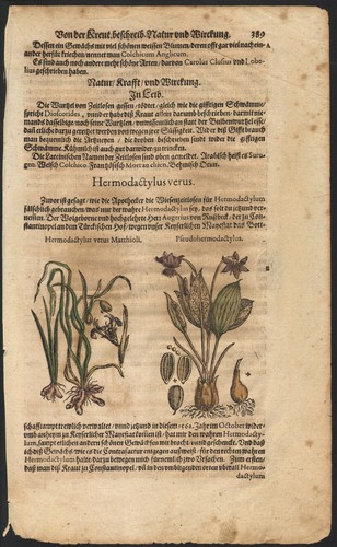 1590 planche gravure - 1590,
