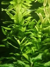 HYGROPHILA POLYSPERMA PLANTE