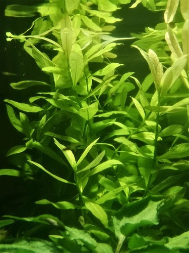 Hygrophila polysperma plante - hygrophila,