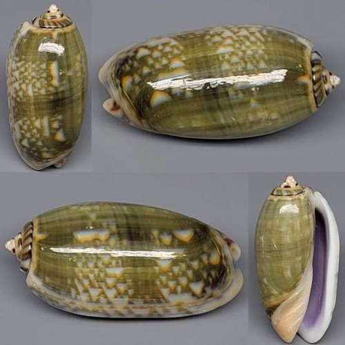 Coquillage collection - de,