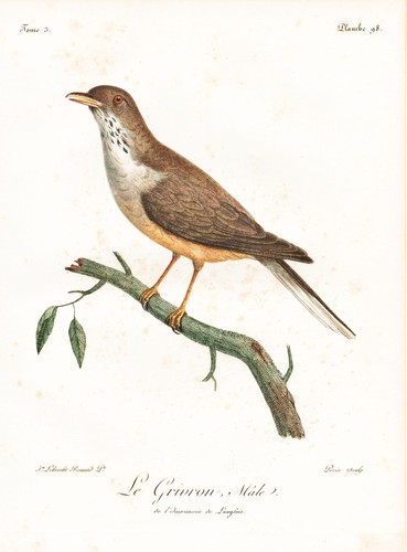 Kapdrossel olive grive oiseaux - kapdrossel,