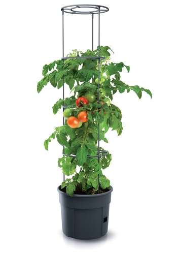 Plante tomate jardinière - plante,