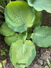Hosta ‘ Bamse ’ Plantain Lily Plant Shipping Spring 2025